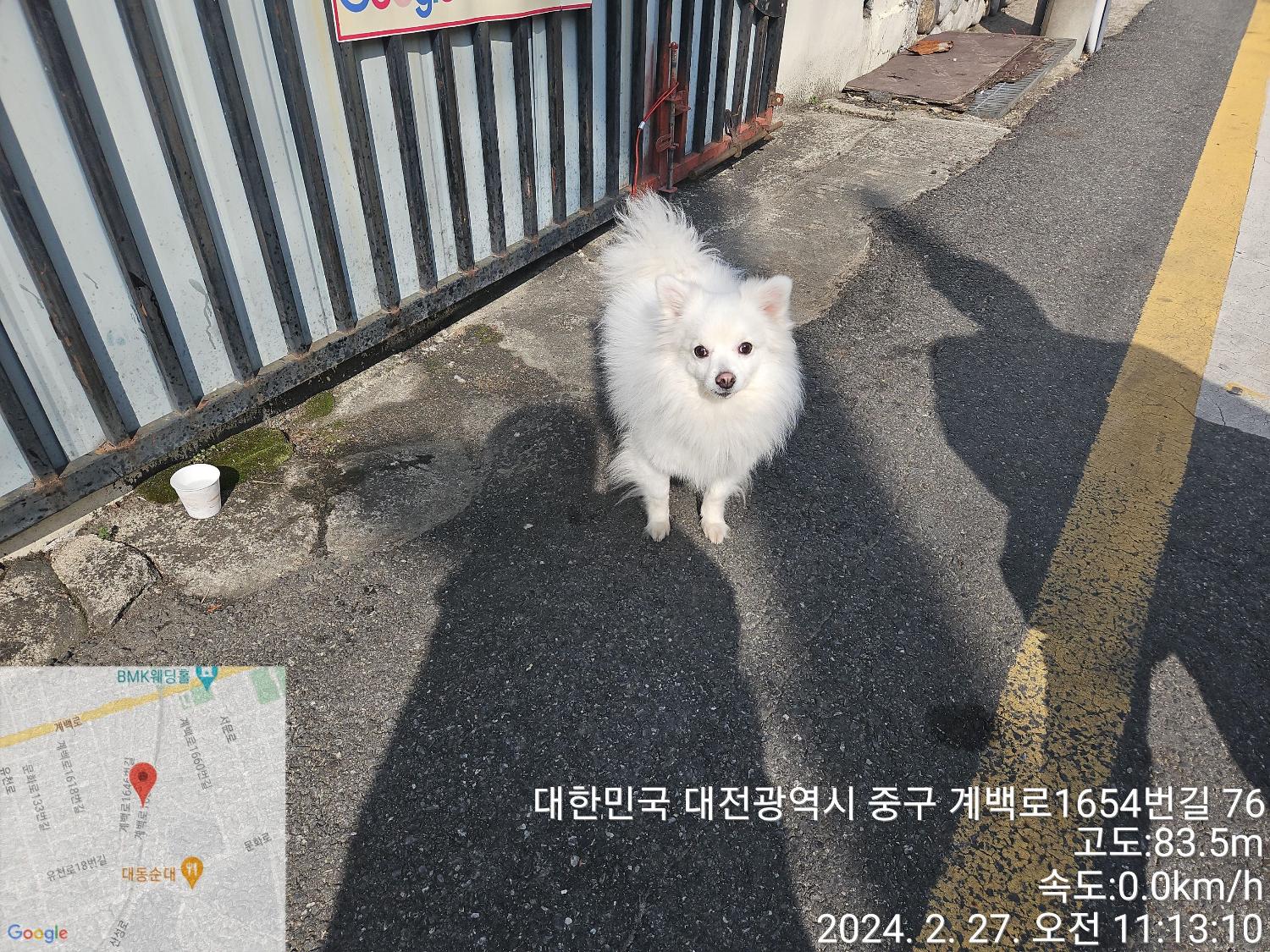 대전동물보호센터_430365202400036